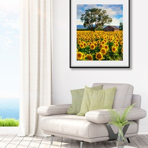 Flower Photography Sunflower Canvas Photo Country Charm Art - Etsy