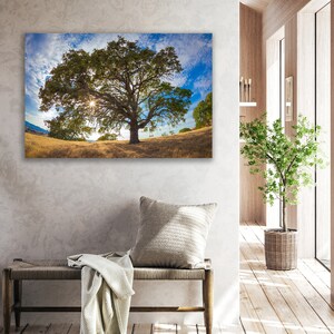 Puede incluir: Un gran roble con hojas verdes se alza en un campo de hierba seca. El sol brilla a trav&eacute;s de las ramas del &aacute;rbol, creando un punto brillante en el centro de la imagen. El cielo es azul con nubes blancas.