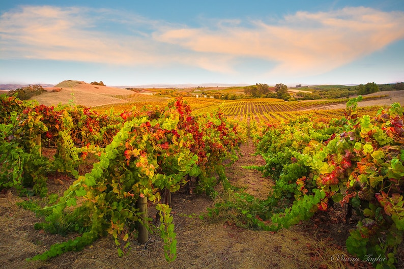 California Wine Country Photo Napa Valley Art Autumn Print Etsy