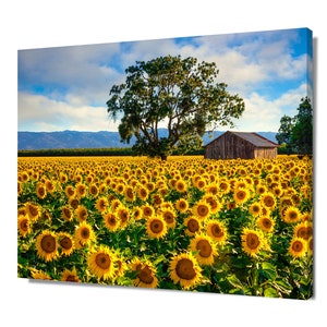 Flower Photography, Sunflower Canvas Photo, Country Charm Art, California Floral Print, Farm Field, Rural Wall Decor, Yolo County Sunflowers