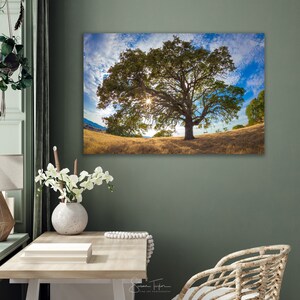 Puede incluir: Una fotograf&iacute;a de un gran roble con un columpio colgando de una rama. El sol brilla a trav&eacute;s de las hojas del &aacute;rbol, creando un brillo c&aacute;lido. El &aacute;rbol est&aacute; en un campo de hierba seca.