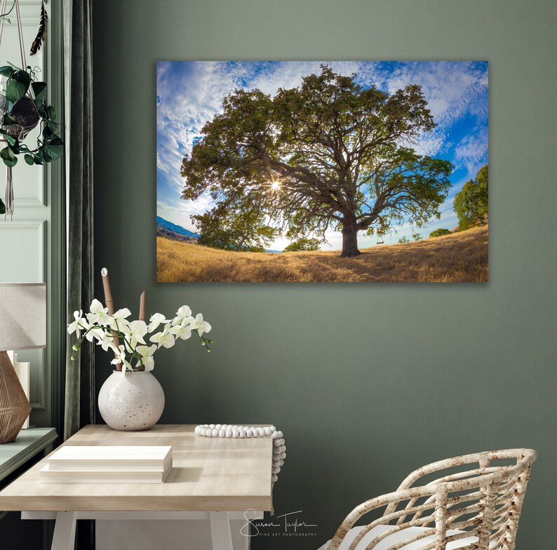 Puede incluir: Una fotograf&iacute;a de un gran roble con un columpio colgando de una rama. El sol brilla a trav&eacute;s de las hojas del &aacute;rbol, creando un brillo c&aacute;lido. El &aacute;rbol est&aacute; en un campo de hierba seca.