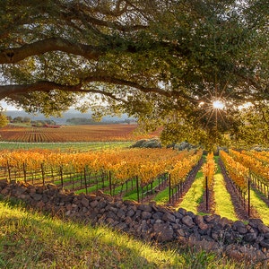 California Wine Country, Vineyard Print, Panorama Oak Tree, Large Napa Valley Photo, Autumn Home Decor Canvas, Harvest Green Gold, Oakville image 2