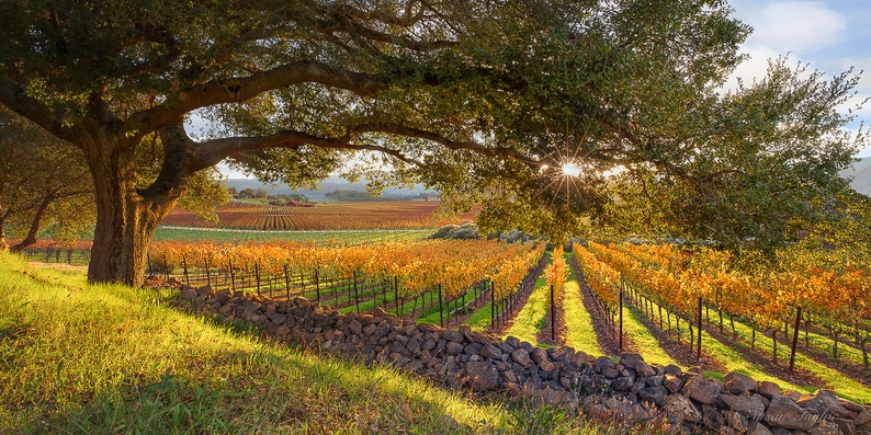 California Wine Country, Vineyard Print, Panorama Oak Tree, Large Napa Valley Photo, Autumn Home Decor Canvas, Harvest Green Gold, Oakville image 2