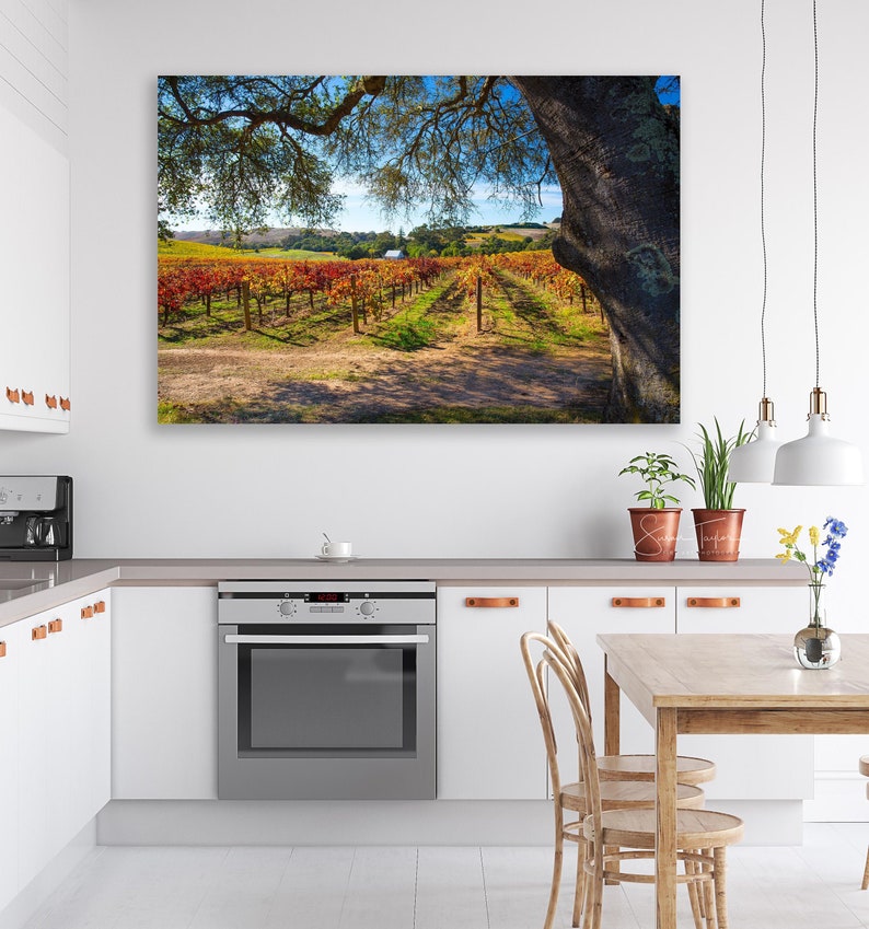 May include: A vineyard with rows of grapevines in autumn colors, with a large oak tree in the foreground and a blue sky overhead.