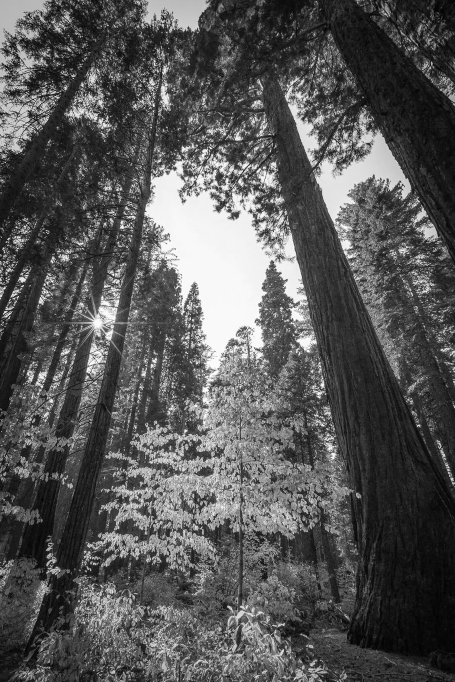 Black and White Redwood Forest Photo Cabin Autumn Art Etsy