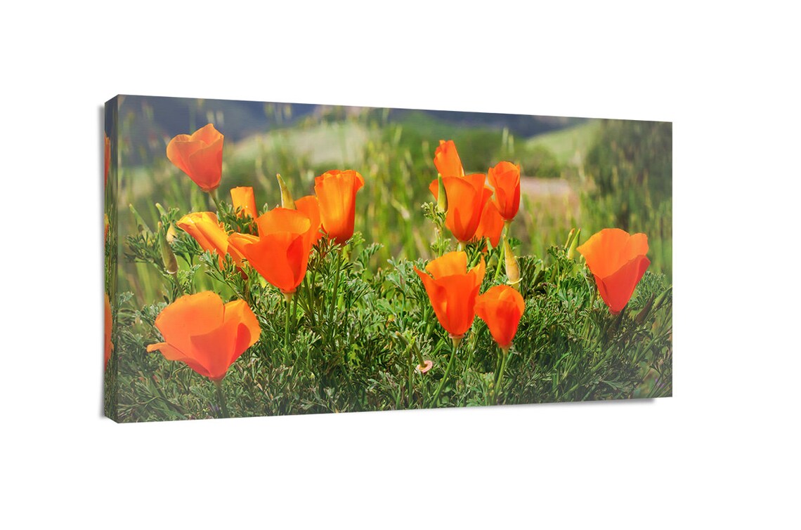 Orange Poppy Wall Art Large Poppy Canvas Print California Etsy