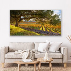California Wine Country, Vineyard Print, Panorama Oak Tree, Large Napa Valley Photo, Autumn Home Decor Canvas, Harvest Green Gold, Oakville image 6