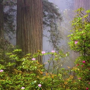 Large Redwood Print, Dreamy Flowers, Misty Redwood Tree Photo, Rustic ...