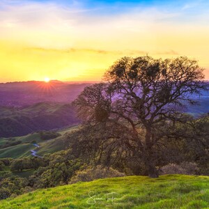 May include: A panoramic view of a sunset over rolling hills with a large, bare tree in the foreground. The sky is a vibrant mix of pink, orange, and blue, with the sun setting behind the hills in the distance.