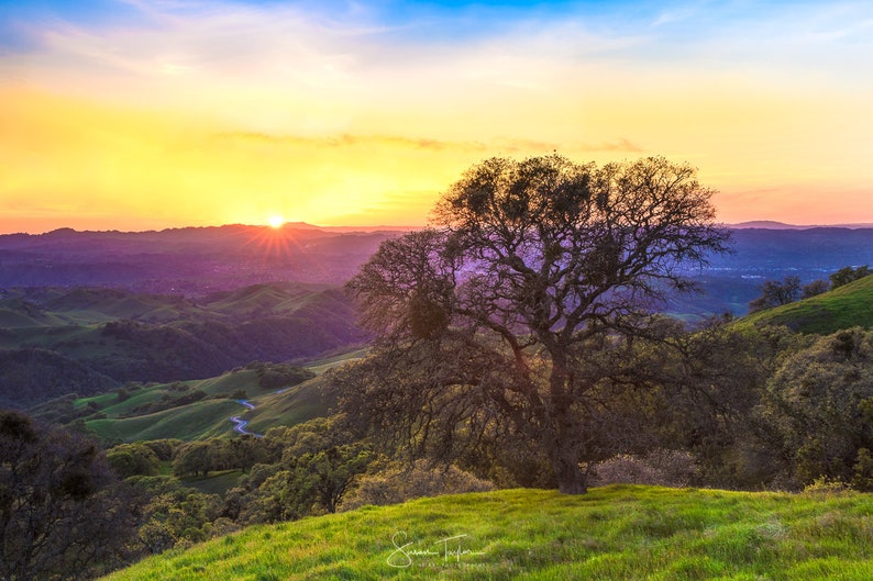 May include: A panoramic view of a sunset over rolling hills with a large, bare tree in the foreground. The sky is a vibrant mix of pink, orange, and blue, with the sun setting behind the hills in the distance.
