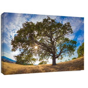Puede incluir: Un gran roble con un columpio colgando de una rama, silueteado contra un cielo azul brillante con nubes blancas. El sol brilla a trav&eacute;s de las hojas, creando un efecto de rayos de sol. El &aacute;rbol est&aacute; en un campo de hierba seca.