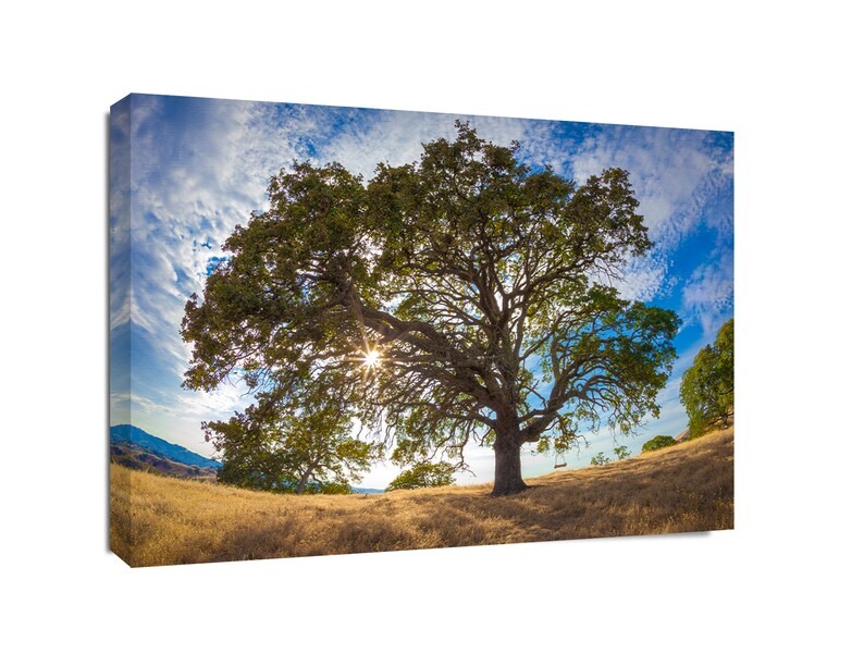 Puede incluir: Un gran roble con un columpio colgando de una rama, silueteado contra un cielo azul brillante con nubes blancas. El sol brilla a trav&eacute;s de las hojas, creando un efecto de rayos de sol. El &aacute;rbol est&aacute; en un campo de hierba seca.