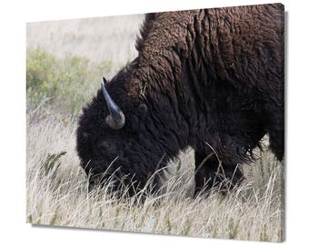 American Buffalo Print, Grazing Bison Canvas, North Dakota Photo, Wild Animal Art, Large National Park Home Decor, Soft Grassy Prairie Art