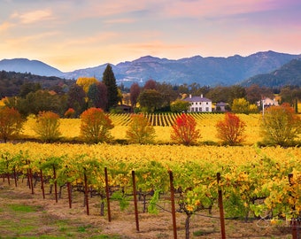California Wine Country, Wine Valley Print, Napa Valley Fall Sunset Photo, Calistoga Art, Wine Vineyard, Gallery Wrap, Large Canvas Wall Art