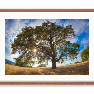 Puede incluir: Un gran roble con un columpio colgando de una rama, silueteado contra un cielo azul brillante con nubes blancas. El sol brilla a trav&eacute;s de las hojas del &aacute;rbol, creando un efecto de estrella.