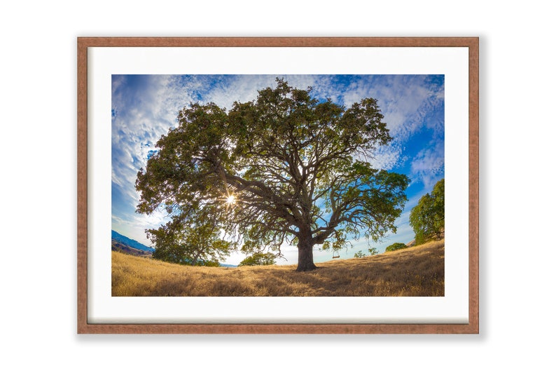 Puede incluir: Un gran roble con un columpio colgando de una rama, silueteado contra un cielo azul brillante con nubes blancas. El sol brilla a trav&eacute;s de las hojas del &aacute;rbol, creando un efecto de estrella.