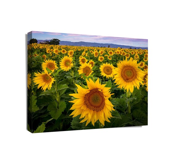 Large Canvas Flower Wall Art Sunflower Home Decor California Etsy