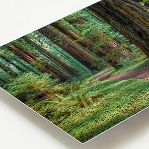 Redwood Tree Metal Print Forest Metal Picture Fine Art Metal | Etsy