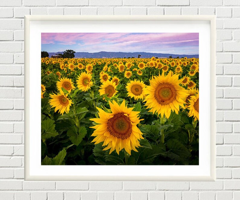 Large Canvas Flower Wall Art Sunflower Home Decor California Etsy