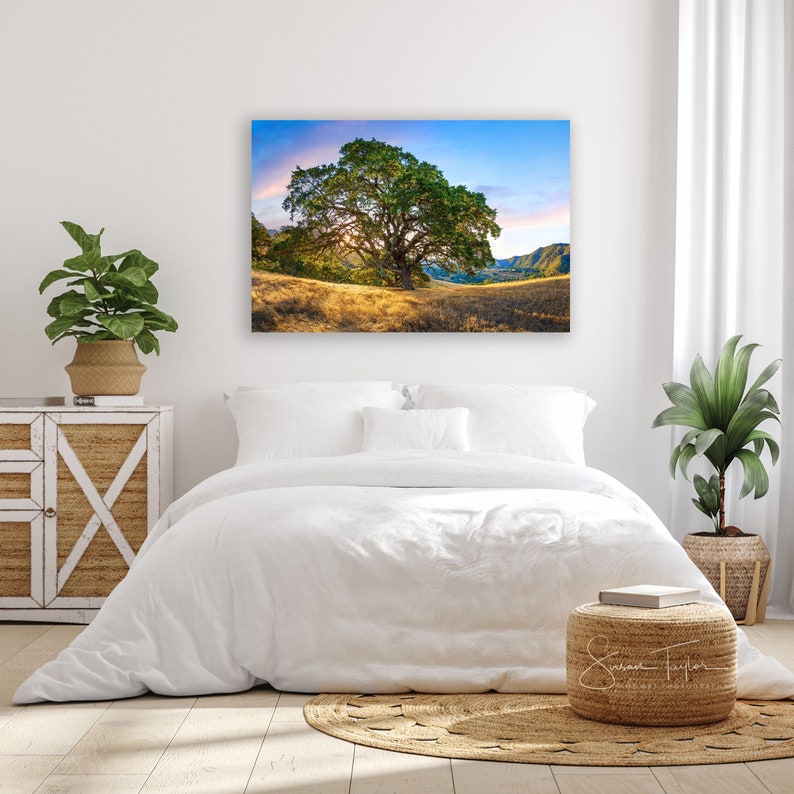 May include: A large oak tree with green leaves stands in a field of golden grass. The tree is silhouetted against a blue sky with pink clouds. The image is taken from a low angle, looking up at the tree.