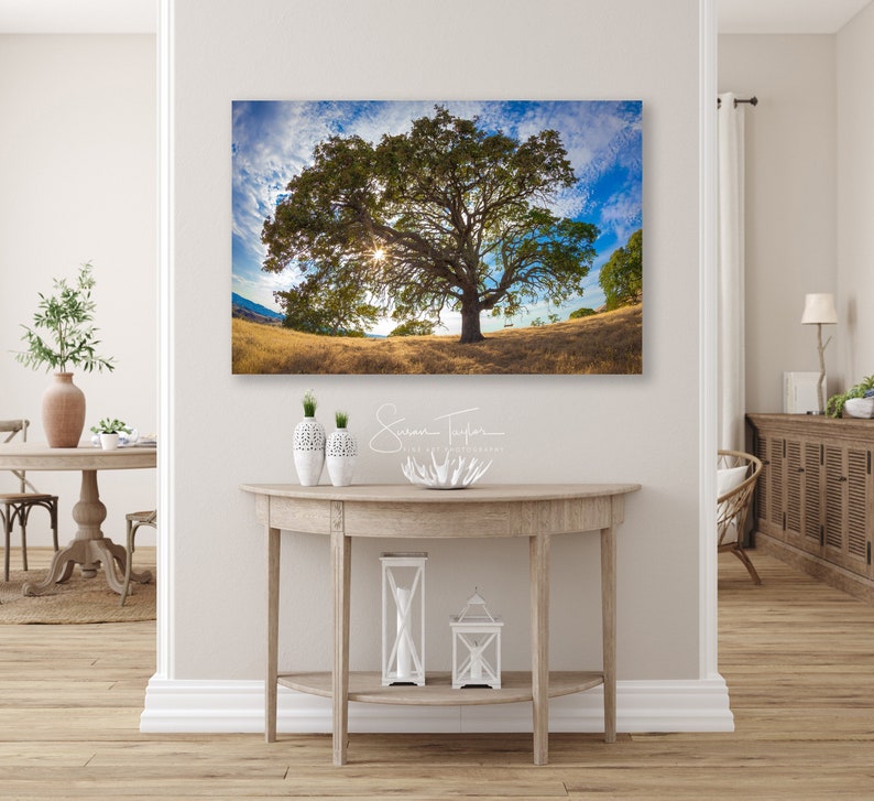 Puede incluir: Una fotograf&iacute;a de un gran roble con un rayo de sol que brilla a trav&eacute;s de las ramas. El &aacute;rbol est&aacute; en un campo de hierba seca con un cielo azul y nubes blancas en el fondo.