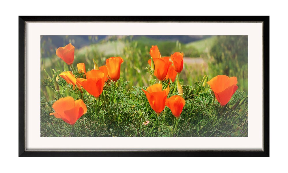 Orange Poppy Wall Art Large Poppy Canvas Print California Etsy