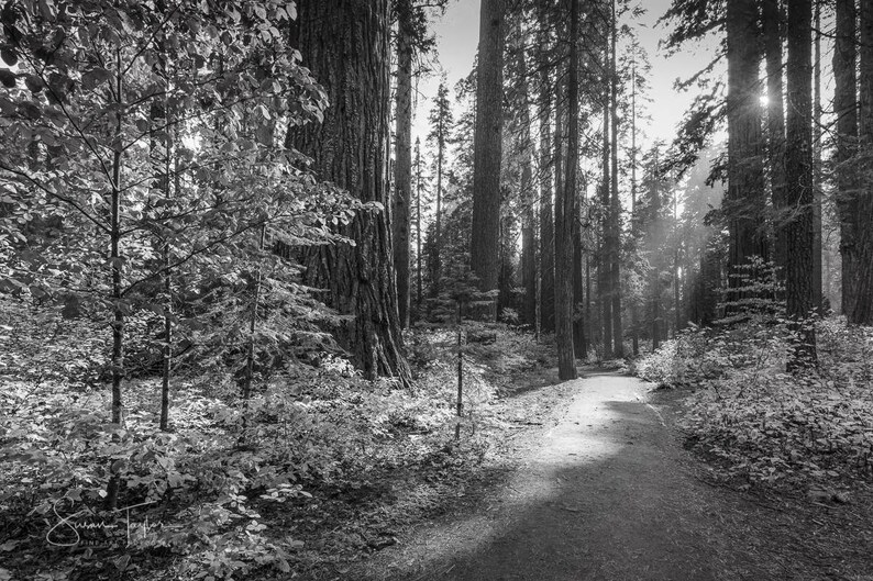 Black and White Redwood Tree Art California Redwood Print Etsy Australia