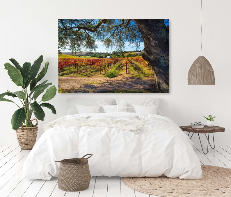 May include: A photograph of a vineyard in autumn with rows of grapevines with colorful leaves. A large oak tree with a thick trunk is in the foreground. The sky is blue and the sun is shining.