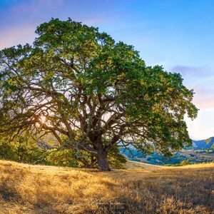 May include: A large, green oak tree stands in a field of dry grass with a mountain range in the background. The sun is setting behind the tree, casting a warm glow on the scene.