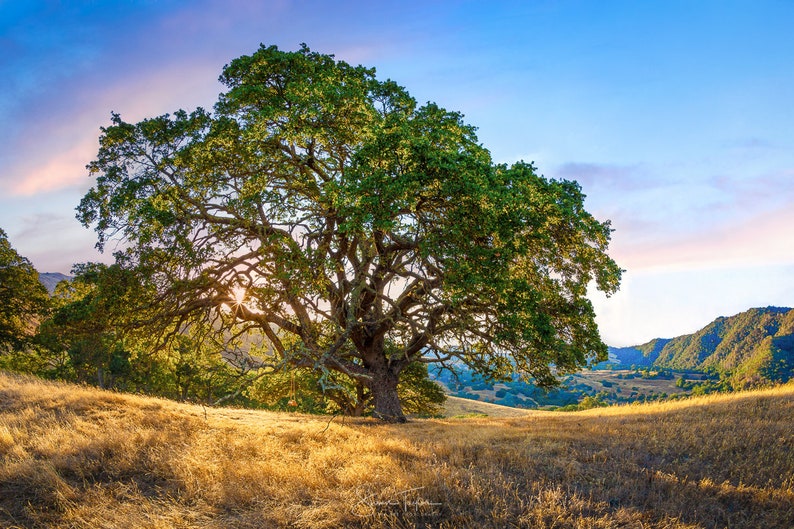 May include: A large, green oak tree stands in a field of dry grass with a mountain range in the background. The sun is setting behind the tree, casting a warm glow on the scene.