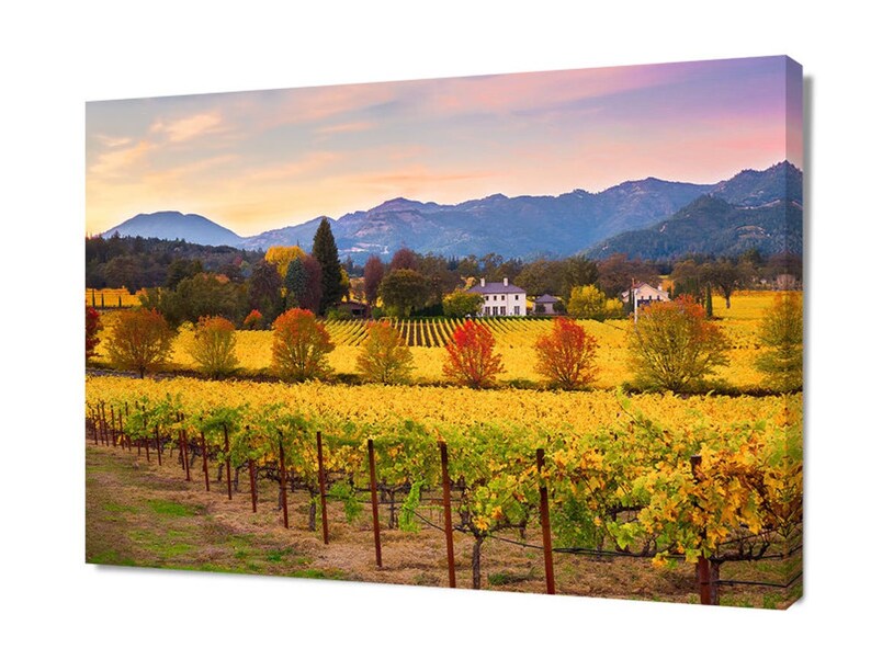 May include: A vineyard with rows of yellow and green grapevines in the foreground. A white farmhouse is visible in the distance, nestled among the hills. The sky is a soft pink and purple, with a few clouds.