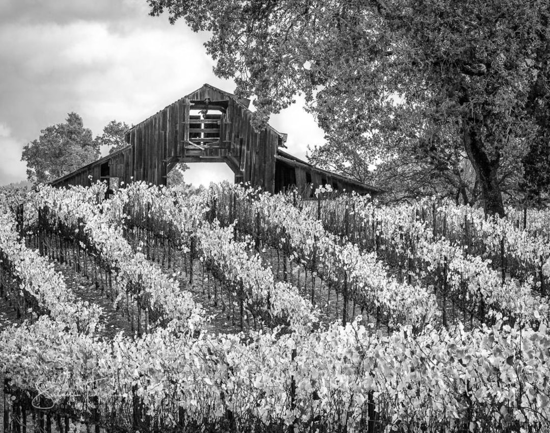 Black and White Print, Fall Harvest Art, California Vineyard ...