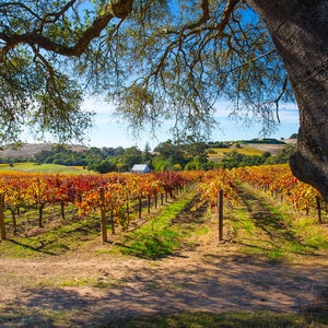 May include: A vineyard with rows of grapevines in various shades of red, yellow, and green. The vines are growing on a hillside with a small building in the distance. A large oak tree with branches reaching over the vineyard is in the foreground.