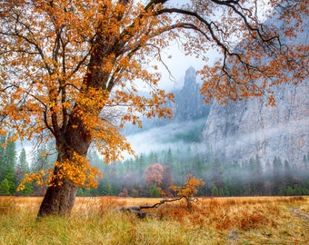 Large Yosemite Print, California Tree Photo, Yosemite Autumn Oak Canvas, Park Art, Sierra Nevada Mist, Nature Home Decor, Dining Living Room