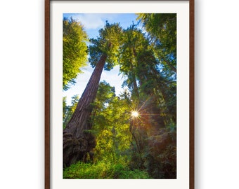 Large Big Basin California Coastal Redwood Print, Giant Evergreen Canvas, San Francisco, Rustic Oversized Big Basin Redwood State Park Art