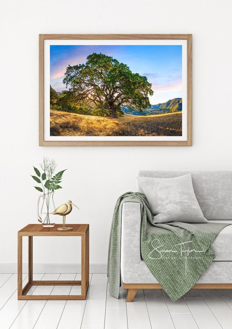 May include: A framed photograph of a large oak tree in a field with rolling hills in the background. The sky is a vibrant blue with a few clouds. The sun is shining through the branches of the tree, creating a warm glow.