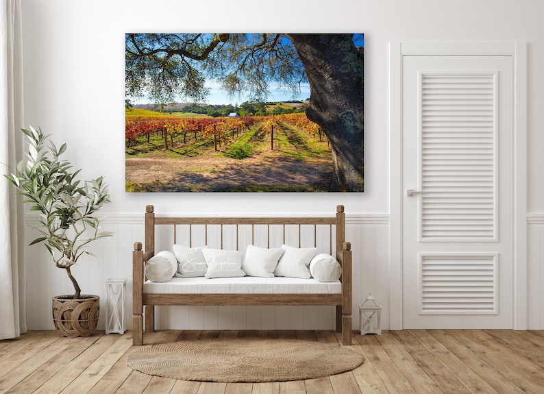 May include: A vineyard with rows of grapevines in autumn colors, with a large oak tree in the foreground and a blue sky in the background.