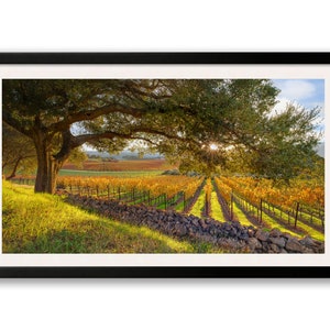 California Wine Country, Vineyard Print, Panorama Oak Tree, Large Napa Valley Photo, Autumn Home Decor Canvas, Harvest Green Gold, Oakville image 4