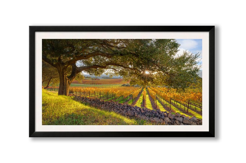 California Wine Country, Vineyard Print, Panorama Oak Tree, Large Napa Valley Photo, Autumn Home Decor Canvas, Harvest Green Gold, Oakville image 4