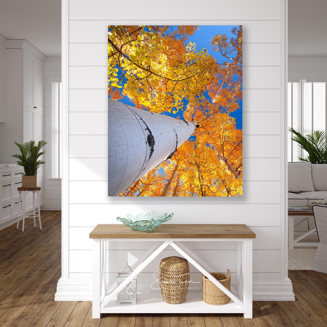 California Fall Aspen Tree Photo, Birch Wall Art Prints, Tree Portrait ...