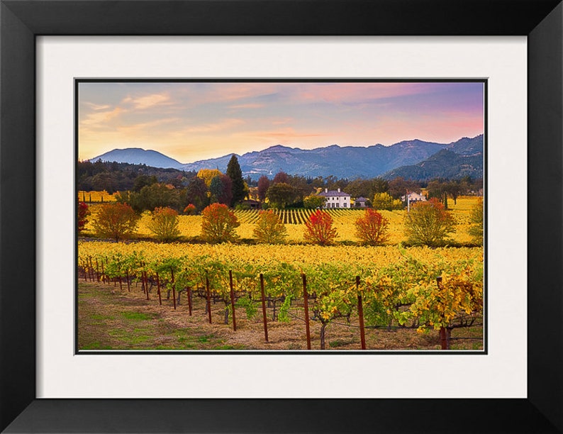 May include: A vineyard with rows of yellow grapevines in the foreground, a white farmhouse in the middle ground, and a mountain range in the background. The sky is a soft pink and blue.