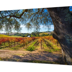 May include: A vineyard with rows of grapevines in autumn colors, a small white building in the distance, and a large oak tree in the foreground.