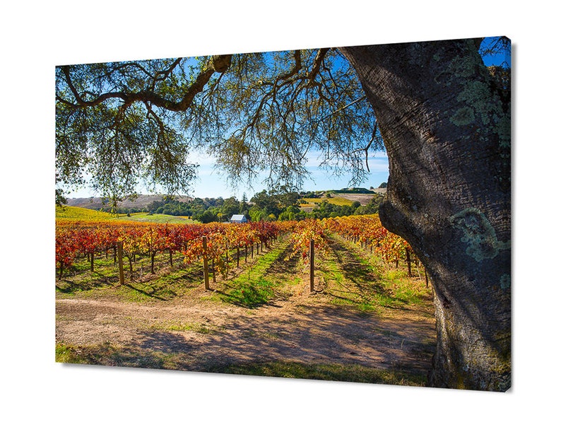 May include: A vineyard with rows of grapevines in autumn colors, a small white building in the distance, and a large oak tree in the foreground.
