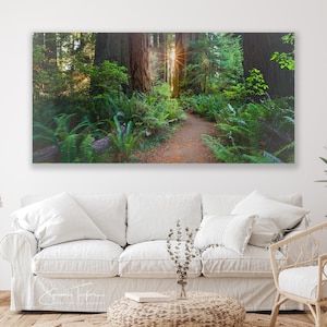Redwood Tree Photo, California Giant Sequoia Forest Photo, Oversized Misty Redwood Canvas, Heavenly Art, Prairie Creek Redwoods State Park