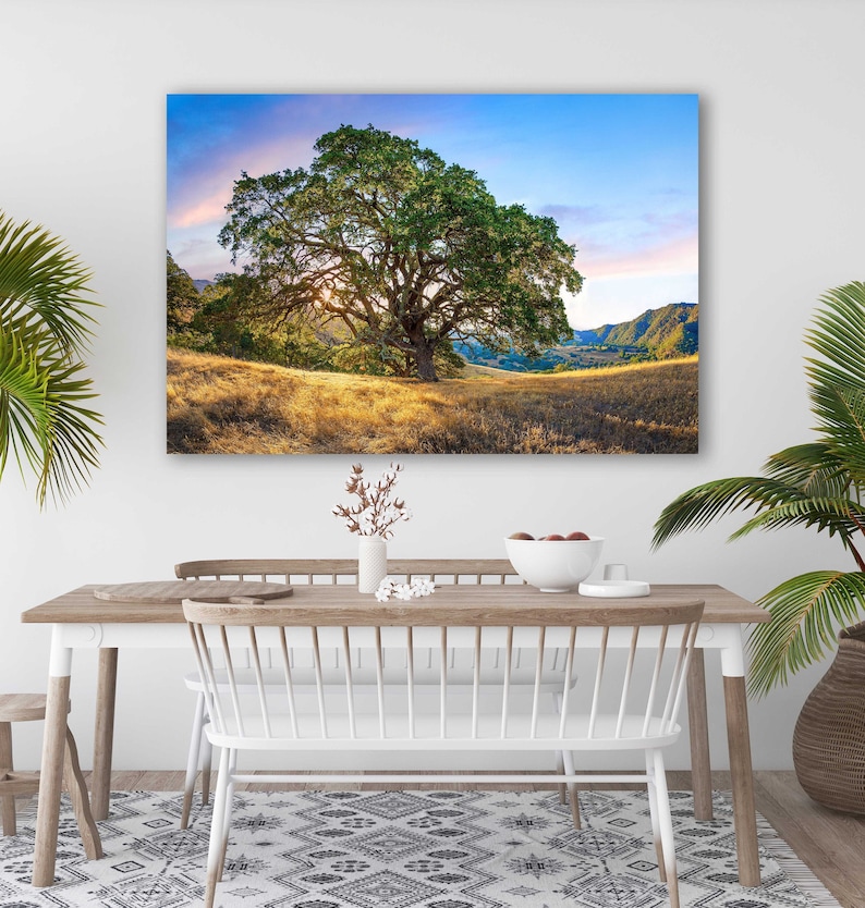 May include: A large oak tree stands tall in a field of golden grass, with rolling hills and a blue sky in the background. The sun is setting, casting a warm glow on the scene.