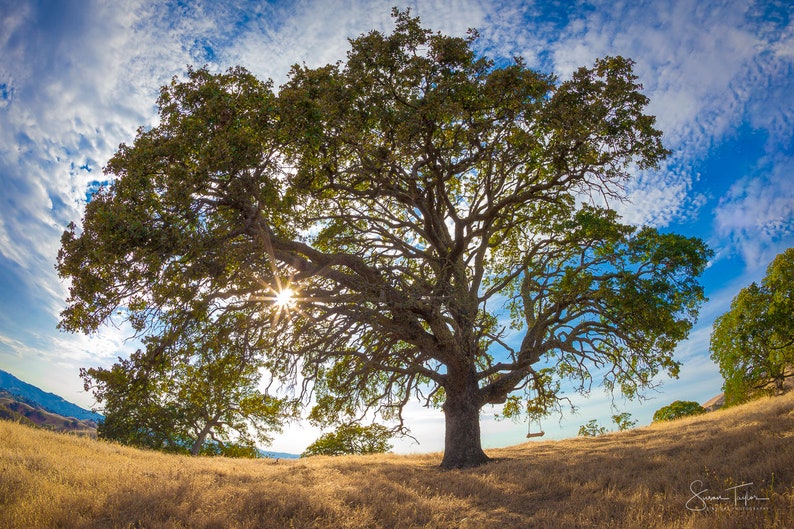 Puede incluir: Un gran roble con un columpio colgando de una rama, sobre un cielo azul con nubes blancas. El sol brilla a trav&eacute;s de las hojas, creando un efecto de estrella.