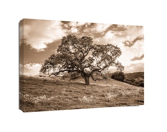 Rustic Sepia Tree Photography, East Bay Hills, Briones Oak Tree, Moody Print, Calm California Nature Landscape Wall Art, Peaceful Bay Area