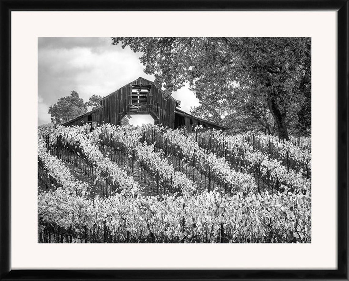 Black and White Print, Fall Harvest Art, California Vineyard ...