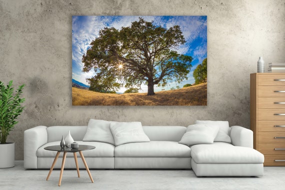 Oak Tree Fine Art, Mt Diablo State Park Print, Bay Area Nature Canvas, Tree Swing, California Mountain, Oak Tree Photo Serene Hillside Decor